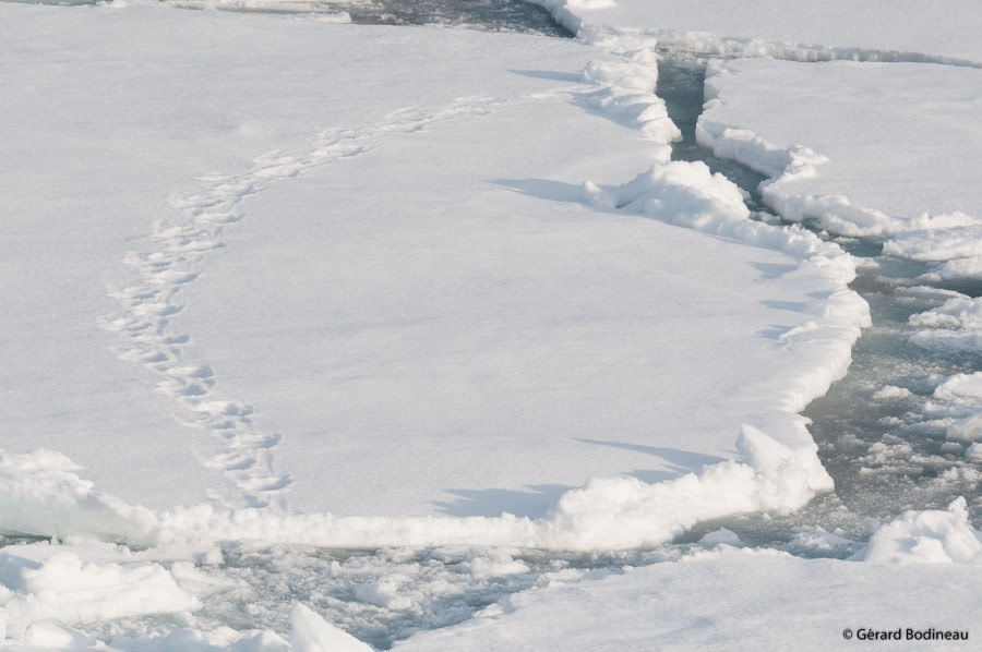 PLA15-19 DAY 04, 2019-08-29_PolarBearFootPrints_GerardBodineau- Oceanwide Expeditions.jpg