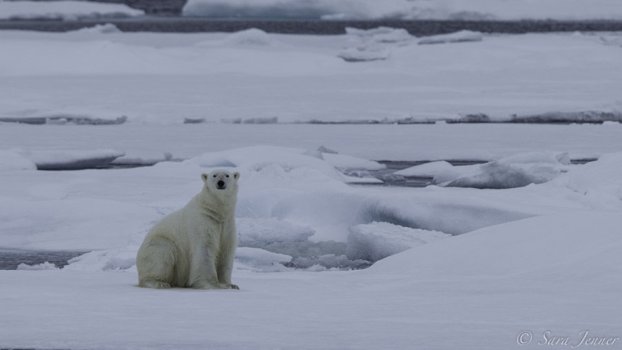 HDS11-19 DAY 04 Polar bear 4 -Oceanwide Expeditions.jpg