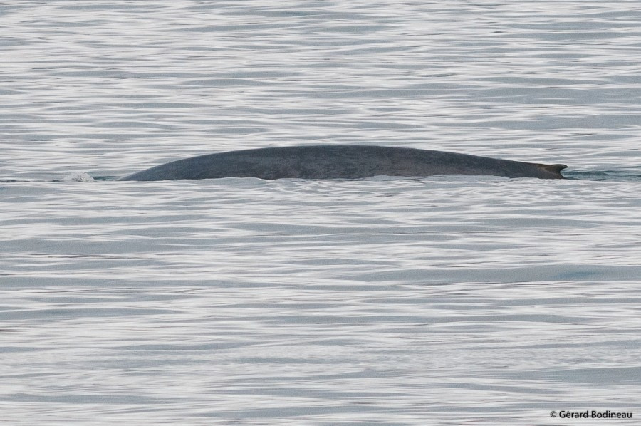 PLA14-19 DAY 02 2019-08-18_BlueWhale_GerardBodineau -Oceanwide Expeditions.jpg