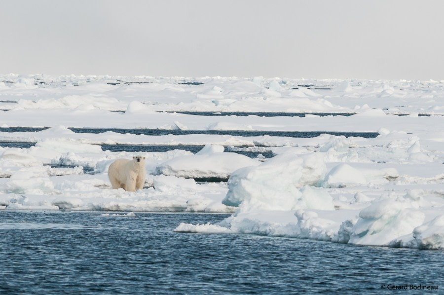 PLA14-19 DAY 04 2019-08-20_PolarBear_GerardBodineau -Oceanwide Expeditions.jpg