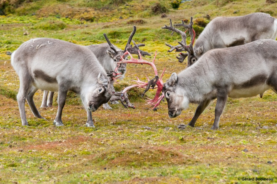 Ingeborgfjellet & Recherchefjord