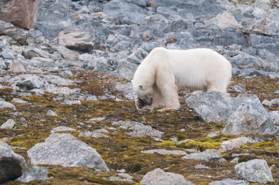 PLA15-19 DAY 02, 2019-08-27_PolarBearRaudfjorden_GerardBodineau- Oceanwide Expeditions.jpg