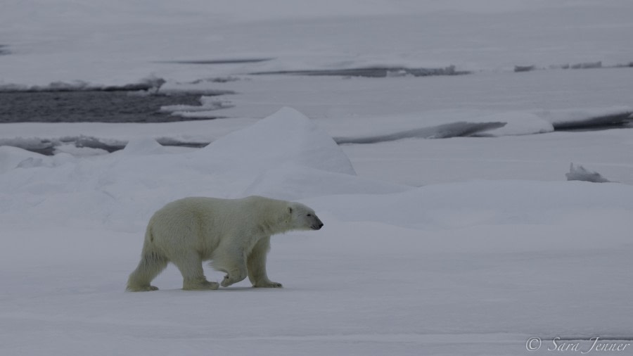 HDS11-19 DAY 04 Polar bear 3 -Oceanwide Expeditions.jpg