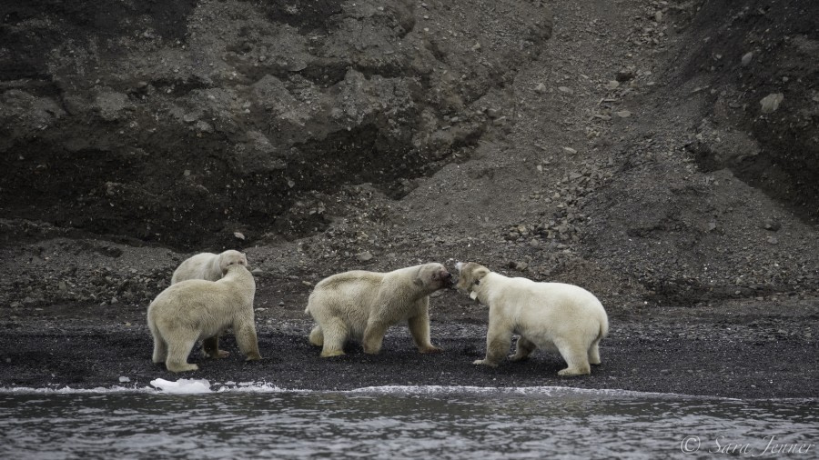 HDS11-19 DAY 08 Polar bears  3 -Oceanwide Expeditions.jpg