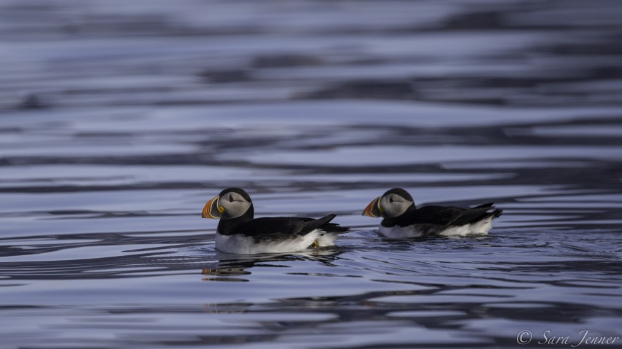 HDS11-19 DAY 09 Puffins 2 -Oceanwide Expeditions.jpg