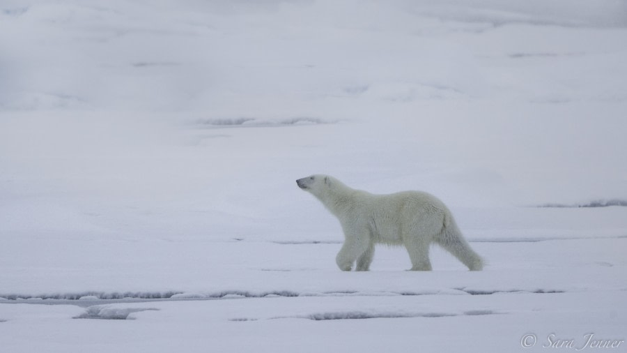 HDS11-19 DAY 05 Polar Bear 9 -Oceanwide Expeditions.jpg