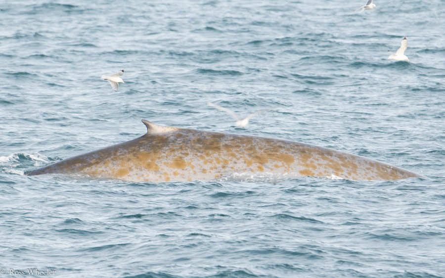 PLA14-19 DAY 06 22.08.2019BlueWhale-Ross -Oceanwide Expeditions.jpg