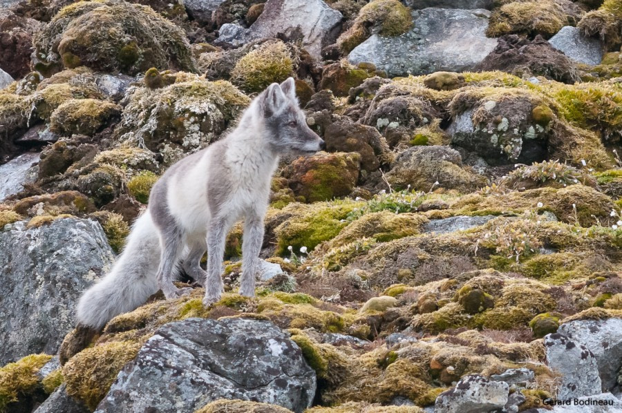 PLA14-19 DAY 03 2019-08-19_ArcticFox_GerardBodineau -Oceanwide Expeditions.jpg