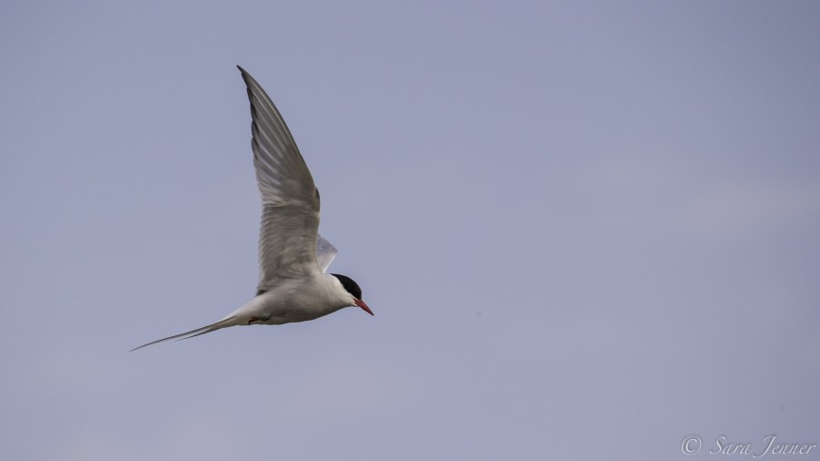 HDS11-19 DAY 11 Tern -Oceanwide Expeditions.jpg