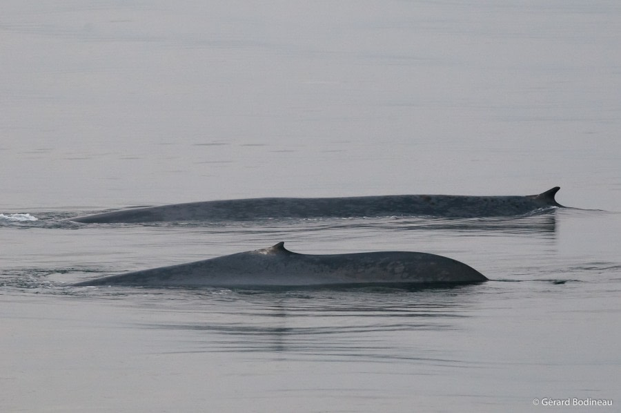 PLA15-19 DAY 05, 2019-08-30_BlueWhale-3_GerardBodineau- Oceanwide Expeditions.jpg