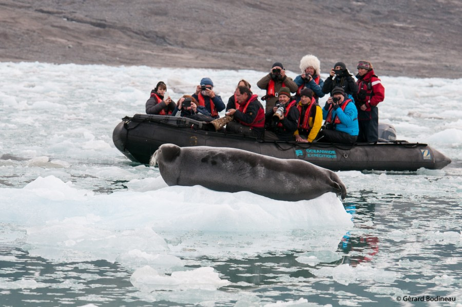 PLA15-19 DAY 05, 2019-08-30_BeardedSeal_GerardBodineau- Oceanwide Expeditions.jpg