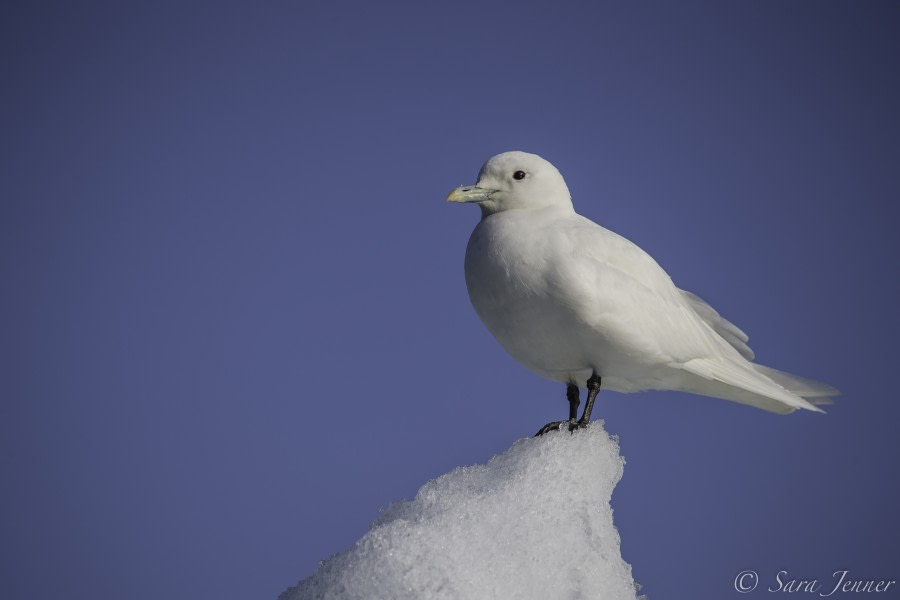 HDS11-19 DAY 09 Ivory Gull 1 -Oceanwide Expeditions.jpg