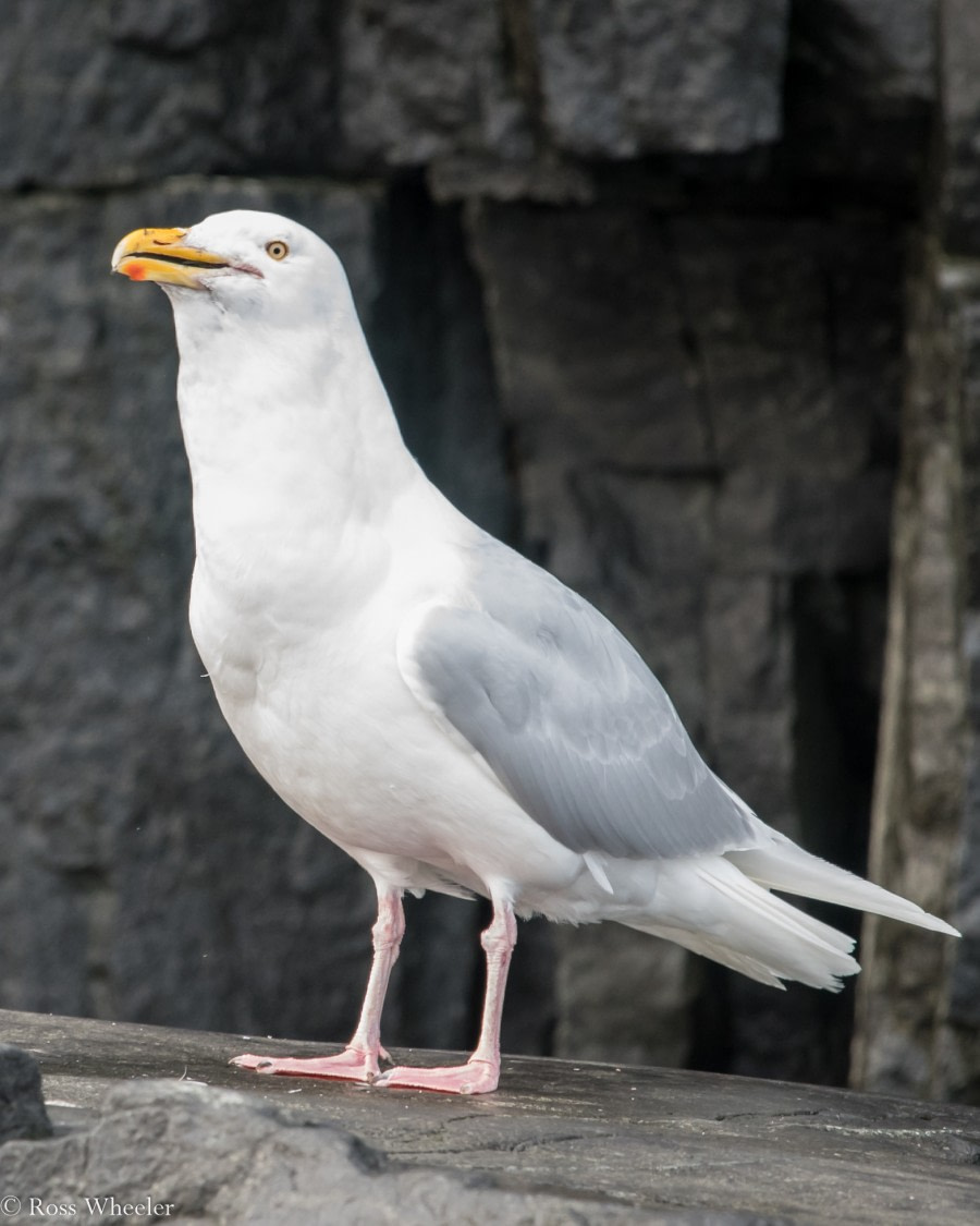 PLA14-19 DAY 06 22.08.2019GlaucousGulwithchick4-Ross -Oceanwide Expeditions.jpg