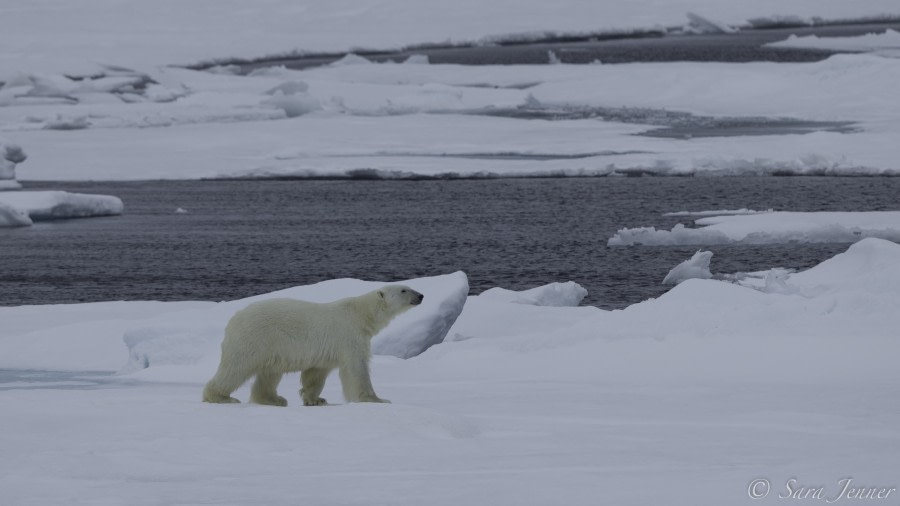 HDS11-19 DAY 04 Polar bear 2 -Oceanwide Expeditions.jpg