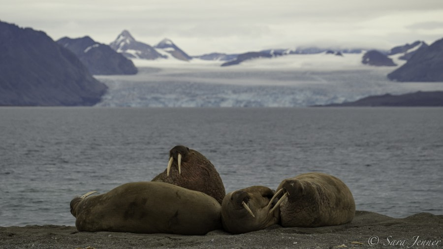 Walrus © Sara Jenner - Oceanwide Expeditions.jpg