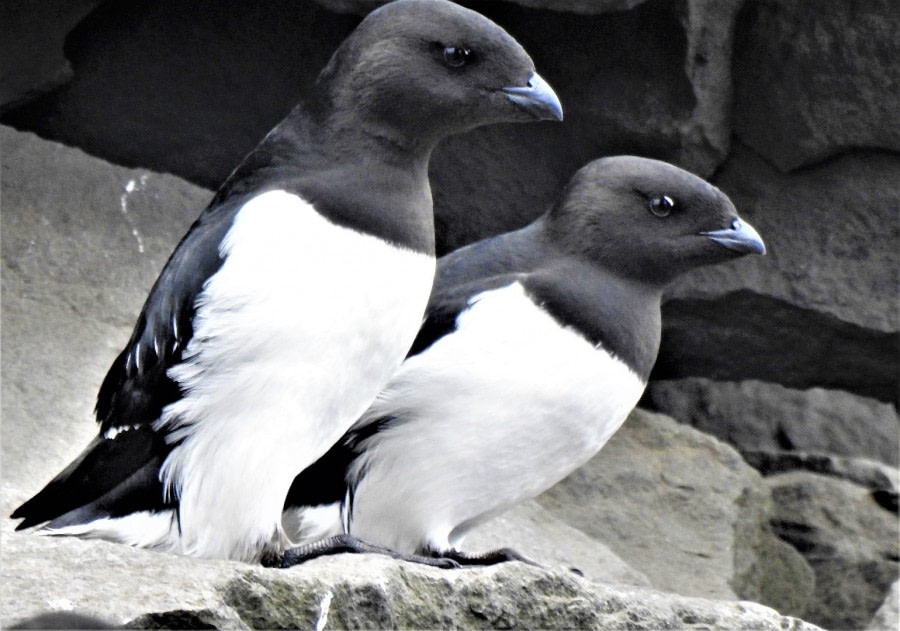 Little Auk "Brilletarnet" Jan Mayen !