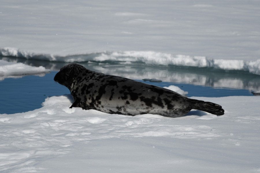 Hooded seal - Greenland pack ice © Mick Peerdeman - Oceanwide Expeditions