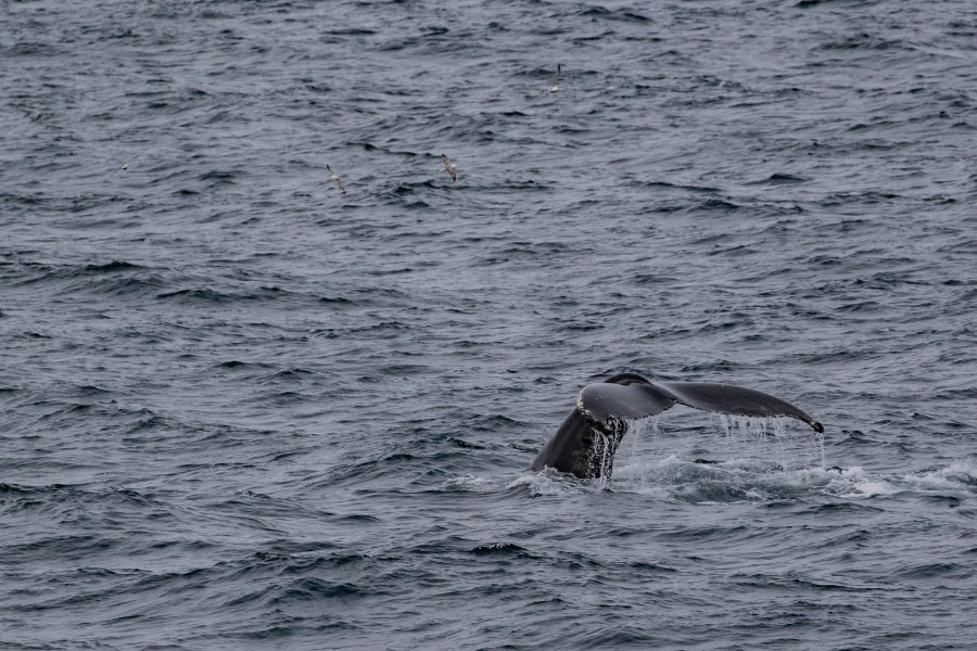 HDS15-19 Day 07 pippalow-6232 -Oceanwide Expeditions.jpg