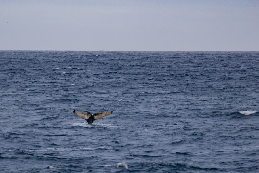 HDS15-19 Day 07 pippalow-6099 -Oceanwide Expeditions.jpg