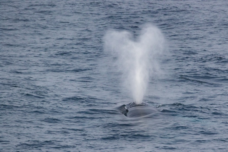 HDS15-19 Day 02 pippalow-5426 -Oceanwide Expeditions.jpg