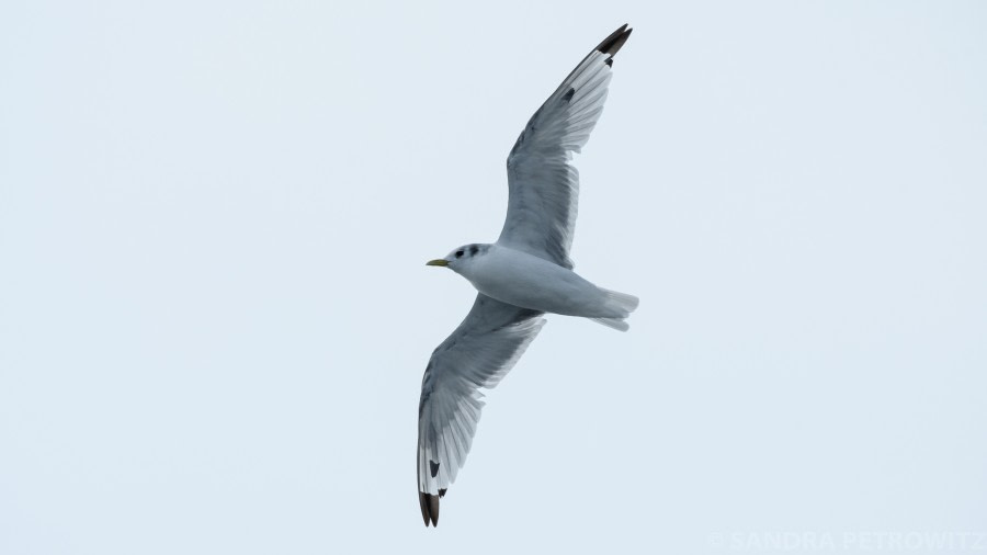 HDS15-19 Day 02 Day_2_Kittiwake_SandraPetrowitz_DSC0975 -Oceanwide Expeditions.jpg