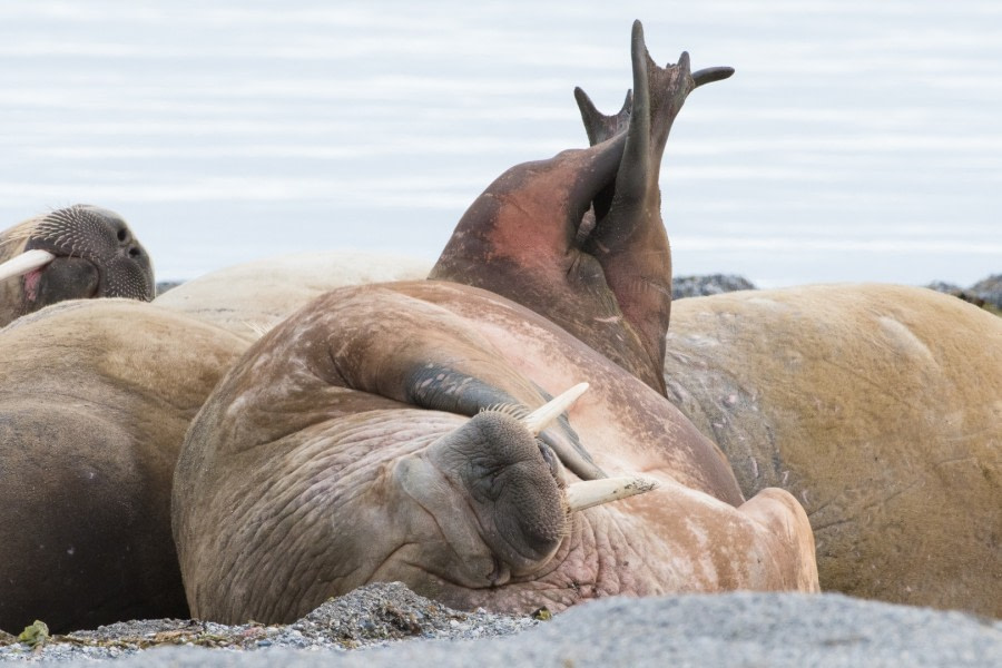 Dancing walrus