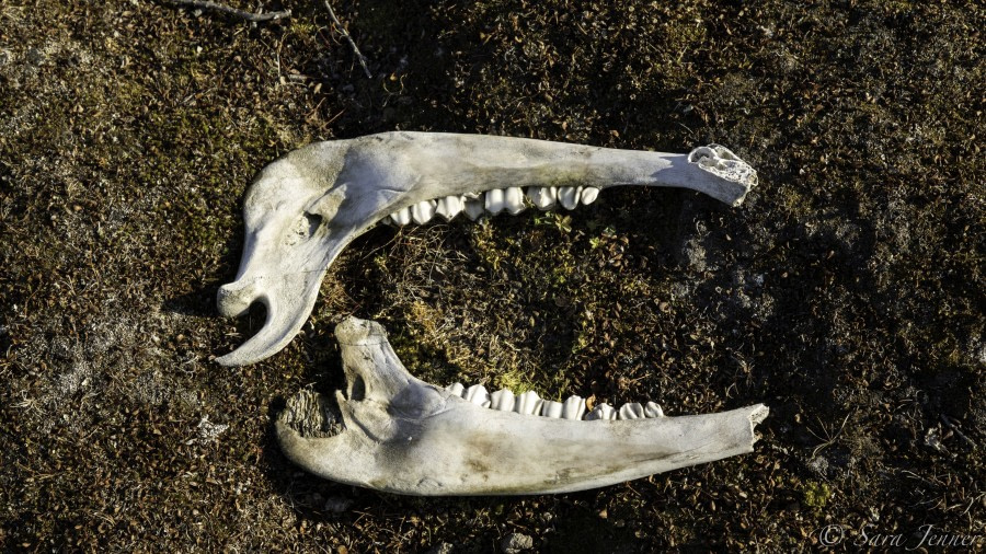 HDS15-19 Day 05 Musk ox jaw -Oceanwide Expeditions.jpg