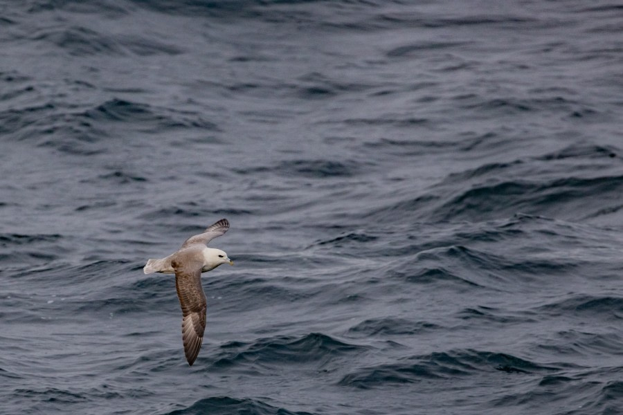 At Sea Towards Iceland