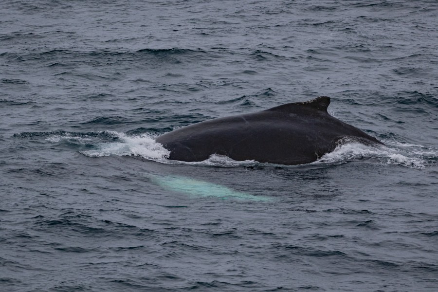 HDS15-19 Day 07 pippalow-6195 -Oceanwide Expeditions.jpg