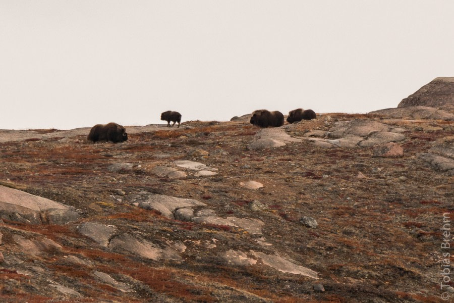 PLA16-19 20190909-Rypefjord-TobiasBrehm-DSC0242 -Oceanwide Expeditions.jpg