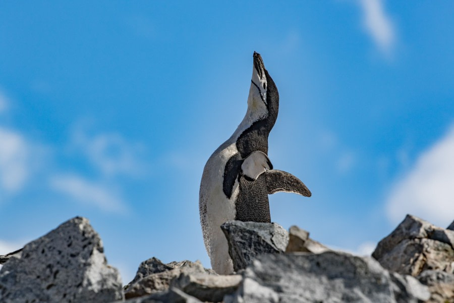 Deception Island & Half Moon Island