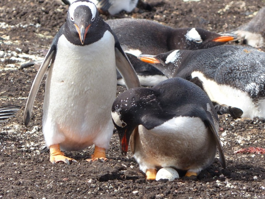 HDS21-19 Gentoos with egg Carcass Island - Oceanwide Expeditions.JPG