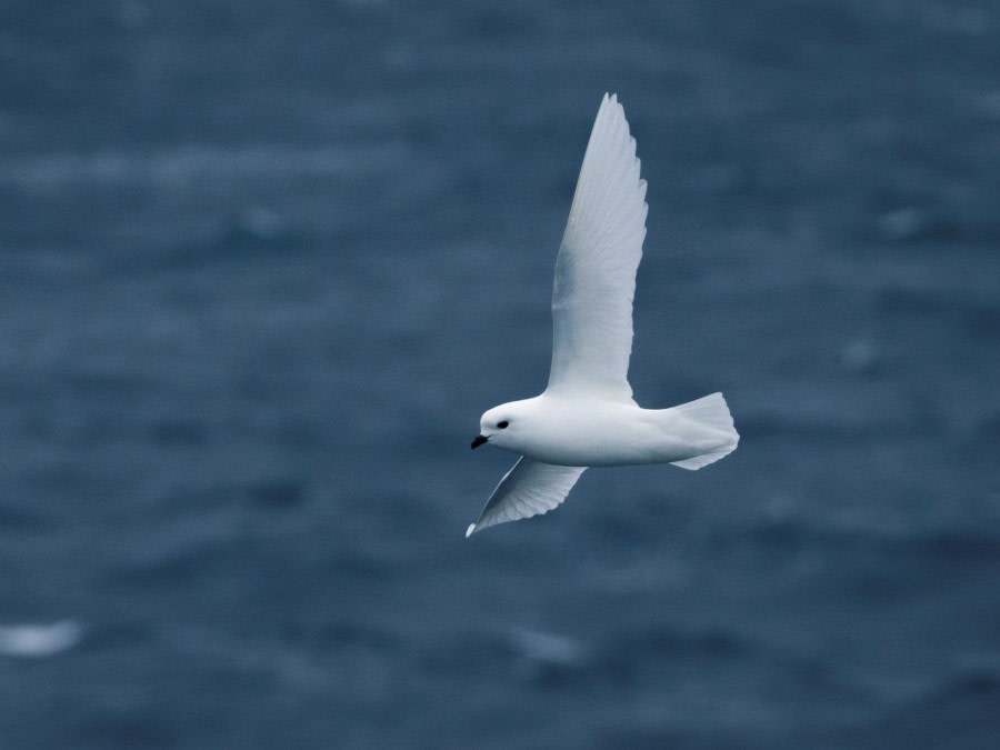 HDS21-19 snow petrel - Oceanwide Expeditions.jpg