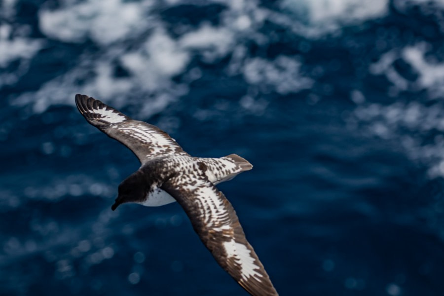 At Sea, Drake Passage towards Antarctica