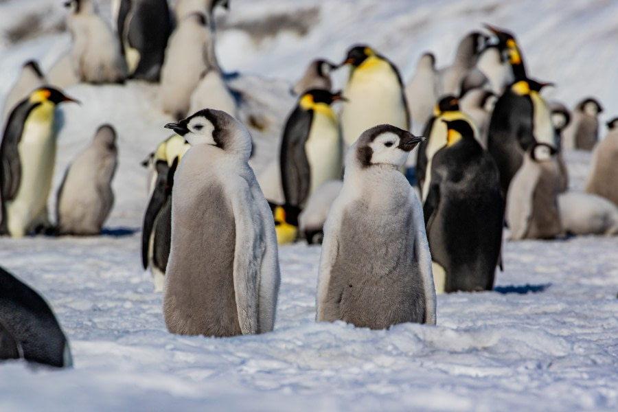 Visiting the Emperor penguins