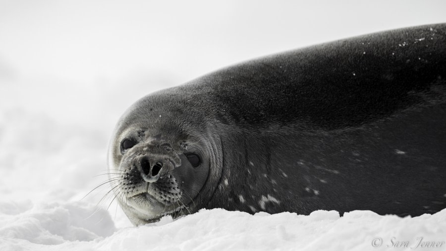 PLA22-19 Day 05, Weddell Seal 1_ Oceanwide Expeditions.jpg