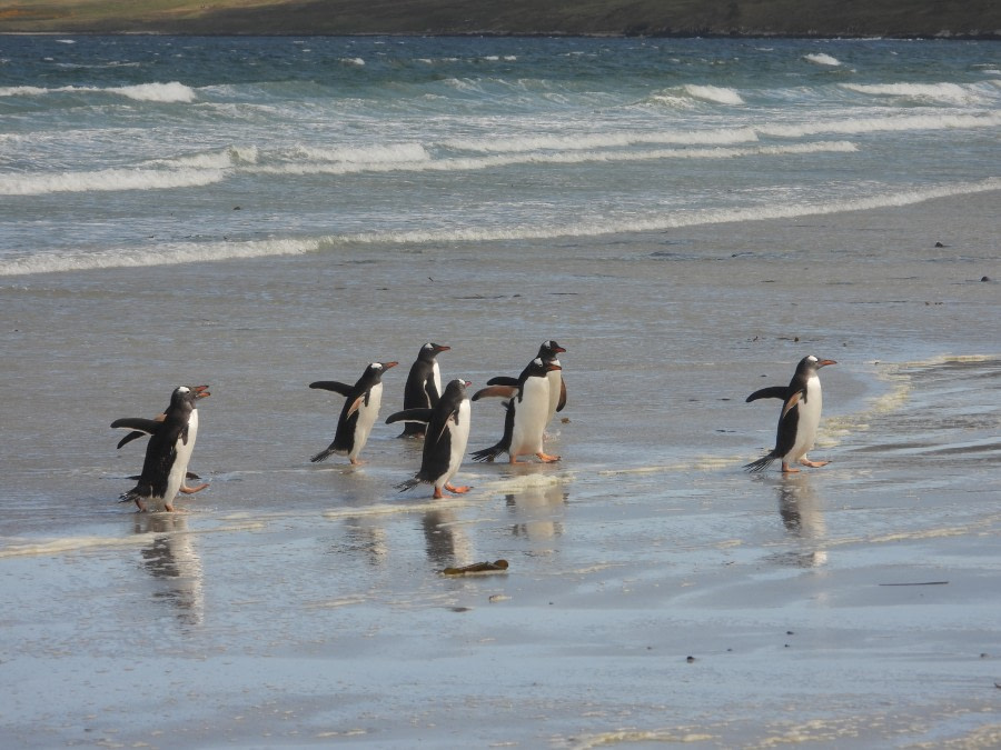 West Falkland Islands – Carcass Island