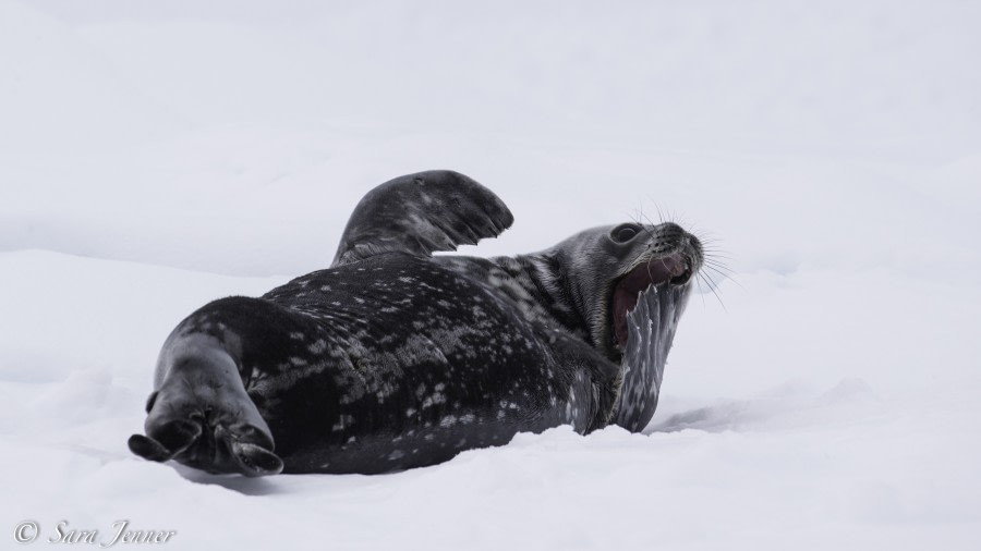 PLA22-19 Day 07, Weddell Seal 6_ Oceanwide Expeditions.jpg