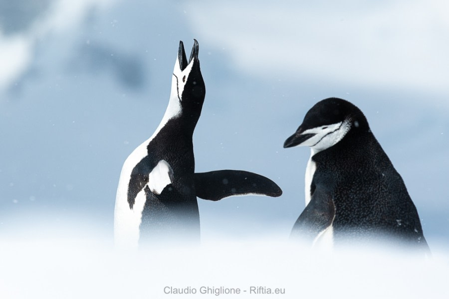 HDS21-19 _GHI5217_Claudio Ghiglione_social - Oceanwide Expeditions.jpg