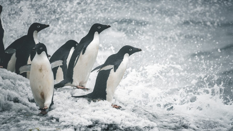 Brown Bluff, Antarctic Sound