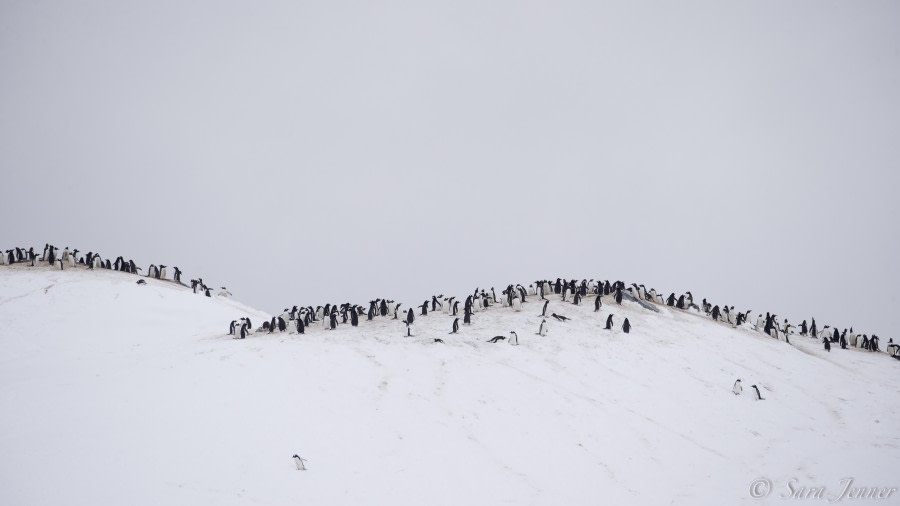 PLA22-19 Day 04, Landing site_ Oceanwide Expeditions.jpg