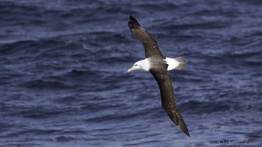 PLA23-19 Day 2 Albatross 4 - Oceanwide Expeditions.jpg