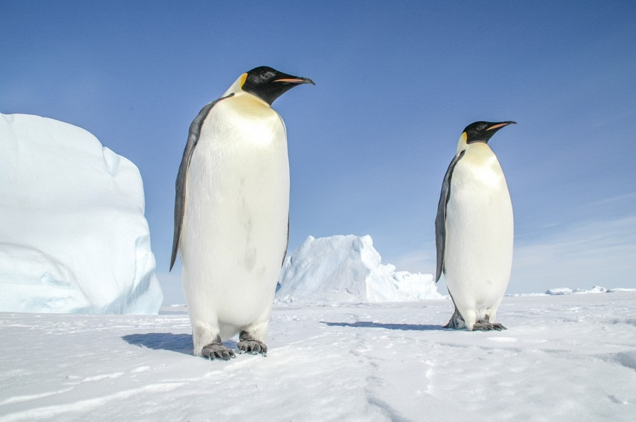 emperor penguin prey