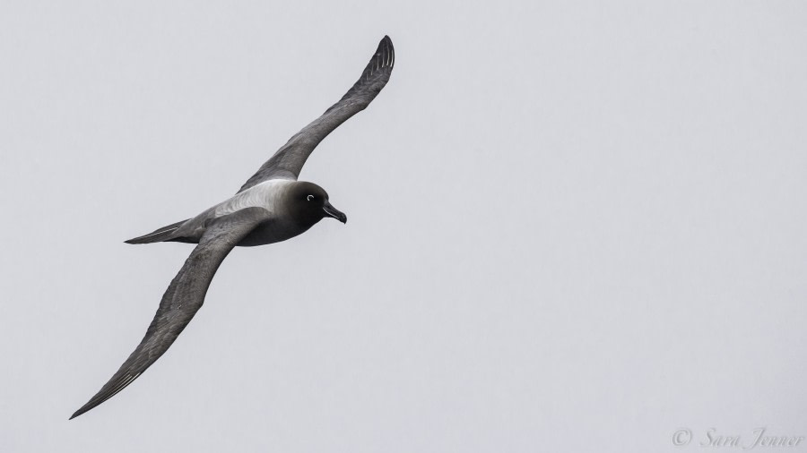 At Sea in the Drake Passage