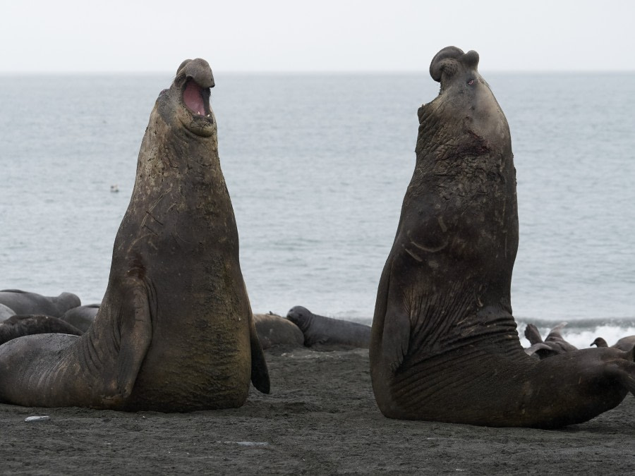 HDS21-19 Ellie Seal joust - Oceanwide Expeditions.jpg