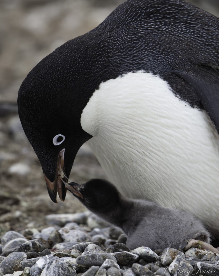 PLA24-19 Day 14 Adelie and chick feeding - Oceanwide Expeditions.jpg