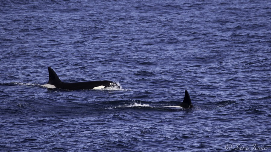 At Sea towards the Falkland Islands