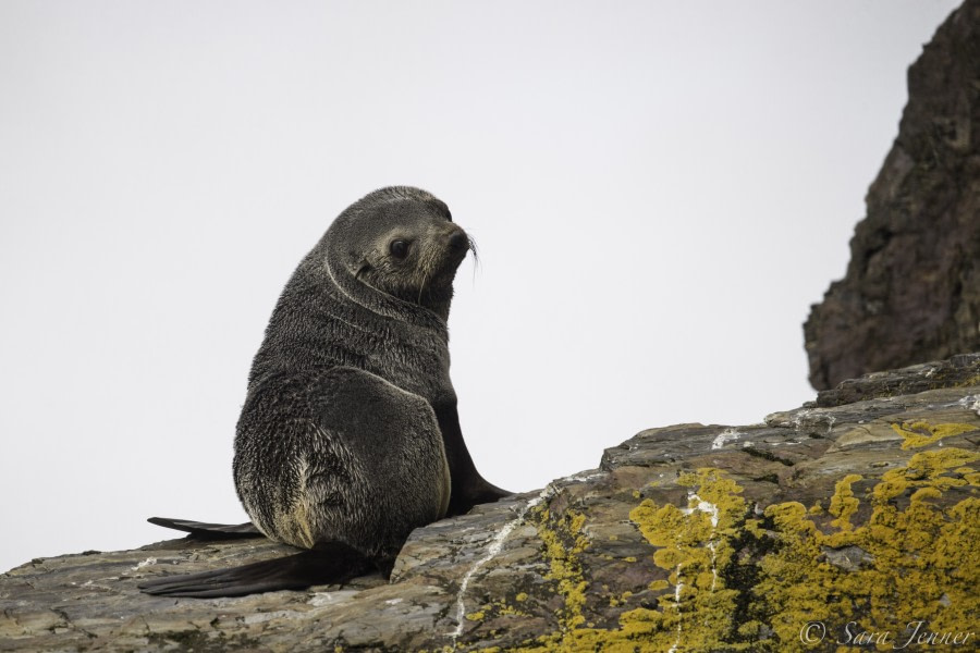 PLA24-19 Day 8 Rookery Point - Oceanwide Expeditions.jpg