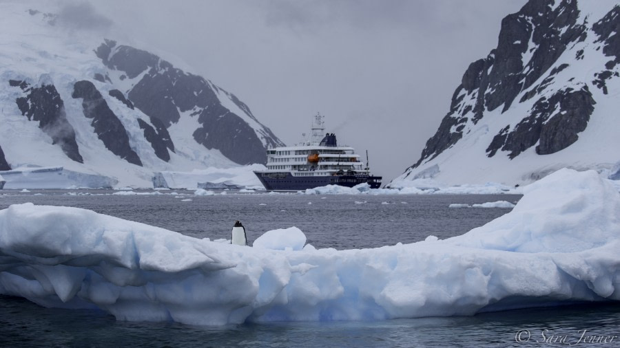 HDS25-19 DAY 07, Danco Island 3 -Oceanwide Expeditions.jpg