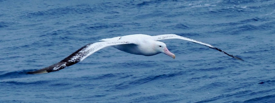 Drake Passage